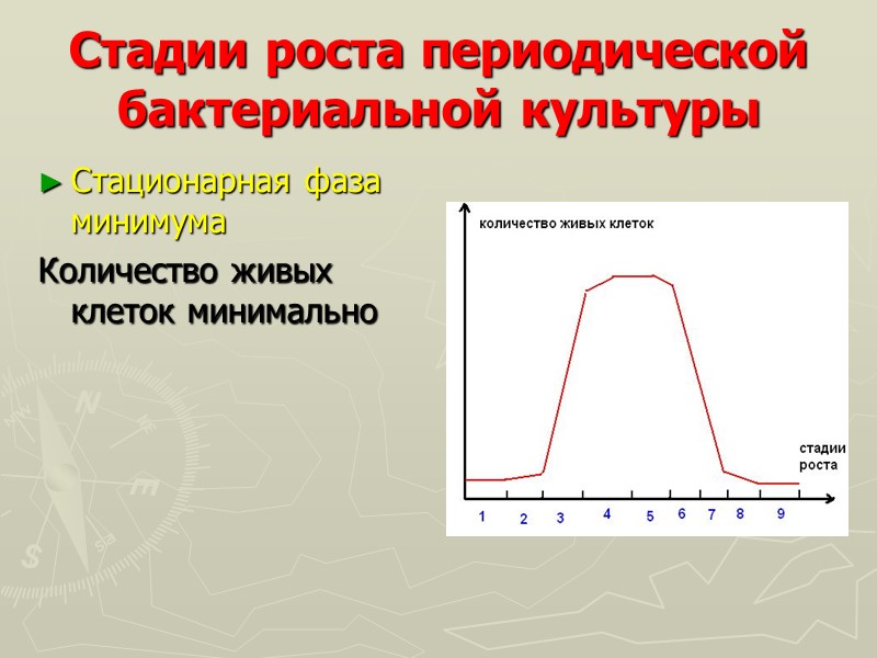 Стадии роста периодической бактериальной культуры Стационарная фаза минимума  Количество живых клеток минимально